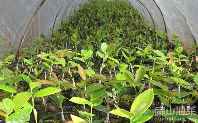 油茶種植技術培訓基地