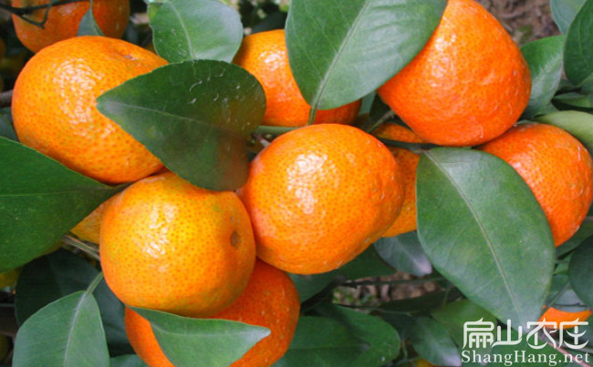 南平橘子苗種植