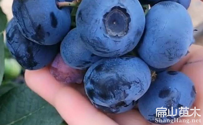 廣東藍莓 